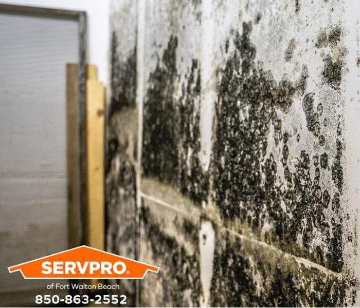 A severe mold outbreak covers walls in a garage.