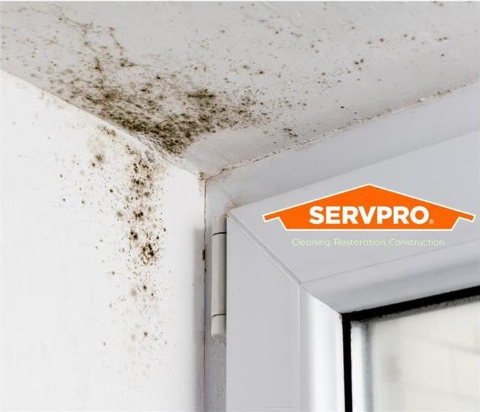mold growth on ceiling 