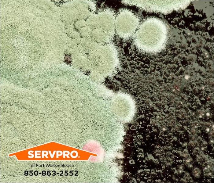 A closeup of mold spores is shown.