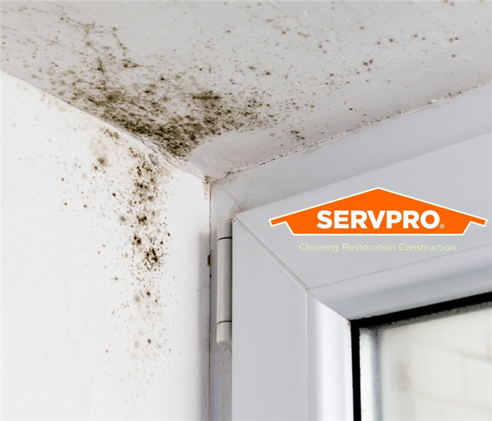 mold growth forming in corner of a room